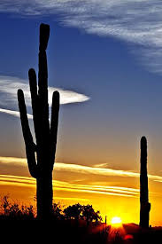 Arizona Saguaro Atardeceres Hermosos Puestas De Sol Atardecer