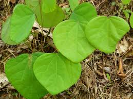 Image result for Cissampelos torulosa