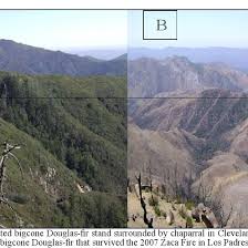 The yellow line is the national forest boundary. A Isolated Bigcone Douglas Fir Stand Surrounded By Chaparral In Download Scientific Diagram
