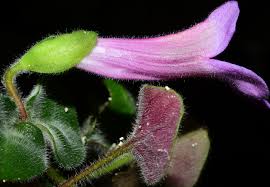 Image result for Carapa wohllebenii