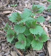 Image result for Isodon