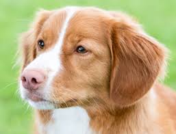 Image result for nova scotia duck tolling retrívr