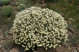 Image result for Helichrysum argyranthum