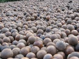 Image result for Macadamia aff. integrifolia