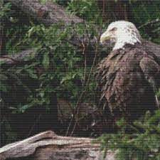 570 x 518 jpeg 89 кб. Majestic Bald Eagle Cross Stitch Pattern