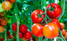 Taking care of your lungs has become more important than ever. Eating Apples And Tomatoes May Help Repair Lungs Of Ex Smokers Nutrition Review