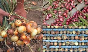 The floor of the garage or a covered porch works well. How To Harvest Cure Store Onions So They Last Up To A Year