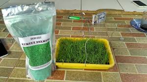Rumput gajah mini varigatha atu rumput gajah mini belang putih adalah jenis rumput gajah mini yang harganya lebih mahal, dapat digunakan sebagai material taman, terdapat perbedaan dari ciri fisik dengan rumput gajah mini yaitu pada daun yang belang putih berbentuk belang putih. Benih Rumput Gajah Mini Benih Toko