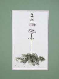 Image result for Gomphia