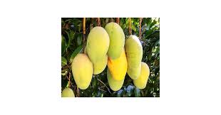 Image result for Mangifera indica