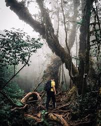 The swirling and twisted barks of trees are all draped in moss and ferns, hence the name, mossy forest. Mossy Forest Cameron Highlands Tips For Exploring This Enchanting Hidden Gem Klook Travel Blog