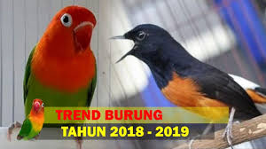 Jual beli online aman dan nyaman hanya di tokopedia. Nama Burung Yang Bagus Dan Hoki