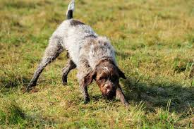 Maybe you would like to learn more about one of these? Wirehaired Pointing Griffon Dog Breed Information