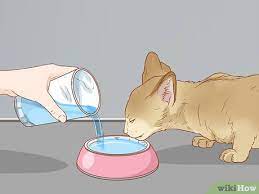 How To Treat A Cat With Blood In Its Stool With Pictures