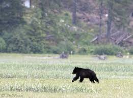 Black Bear Running Black Bear Wildlife Bear