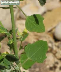 Image result for Chenopodium opulifolium