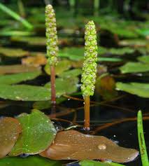 Image result for Potamogeton