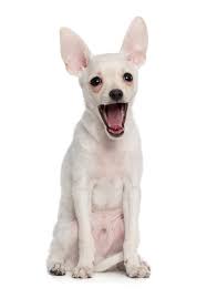 Razas De Perros Pequenos Que No Crecen Rex Pet Food Si te interesa este tema, a continuacion vas a encontrar 30 imagenes de perros tiernos con frases, mensajes y pensamientos. razas de perros pequenos que no crecen