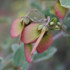 Image result for Sphedamnocarpus pruriens