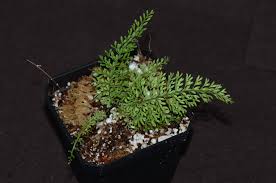 Image result for Asplenium uschiae