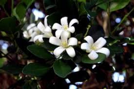 ✅ definizione ⇒ bianchi fiori profumatissimi su cruciverba.it ✅ tutte le soluzioni dei cruciverba per bianchi fiori profumatissimi chiare e classificabili. I Fiori Piu Profumati Da Mettere In Casa O In Giardino