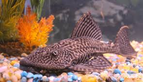 Setan, ikan bandeng, jual ikan, obor, jambu mente, tangan, betara kala, burung pipit mimpi : Dianggap Ikan Hias Pembawa Sial Ternyata Manfaat Ikan Ini Melimpah