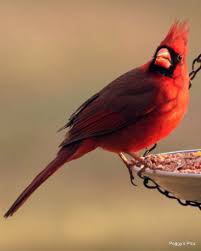 Brown Birds That Look Like Cardinals Pin By Debbie Jones On Cardinals And Blue Jays Birds Animals Wild Animals
