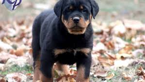 However, free rottie dogs and puppies are a rarity as rescues usually charge a small adoption fee to cover their expenses (usually less than $200). Free Download Rottweiler Puppies For Sale 4 Desktop Background Dogbreedswallpapers 947x700 For Your Desktop Mobile Tablet Explore 44 Rottweiler Wallpapers For Desktop Rottweiler Screensavers And Wallpaper Rottweiler Dog Wallpapers Big