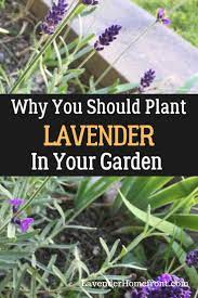 Lavender Has Wonderful Benefits Check Out The Many Reasons Why Lavender Is The Perfect Herb To Add Growing Lavender Lavender Benefits Gardening For Beginners
