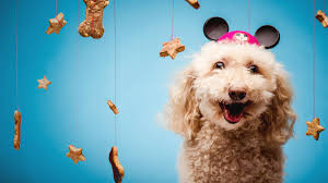 The holiday was created by colleen paige in 2006, who also founded national dog day and national cat day. International Dog Day 2021 When Why How To Celebrate Bookmypainting