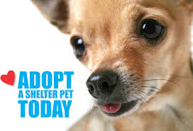 Treat your fur baby to some new toys and treats at puppies to go in miami and watch your pet jump for joy. Adopt A Dog In Miami Humane Society Of Miami