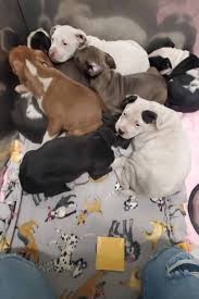 Michigan pit bull dog rescue group directory. Detroit Pit Crew Rescues Mother And Babies From Harsh Michigan Winter