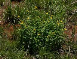 Image result for Aspilia