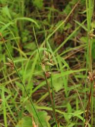 Image result for Schoenoplectiella juncea