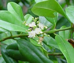Image result for Coffea racemosa