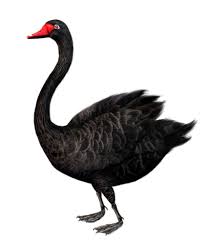 Baby Swan Clipart Black And White Standing Black Swan Free Clip Art Swans Art Clip Art Free Clip Art