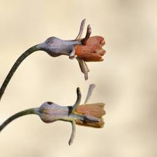 Image result for Tulbaghia alliacea