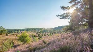 Bispingen Touristik De Luneburger Heide Ausflug Wandern