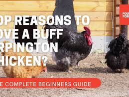 Maybe you would like to learn more about one of these? 7 Fascinating Reasons People Would Love Buff Orpington Poultry Feed Formulation