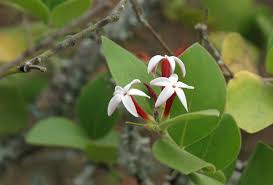 Image result for Carissa spinarum