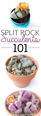 Explore why your cactus is getting sunburned and how to know if it is. 27 Cactus Business Ideas Cactus Plants Planting Flowers
