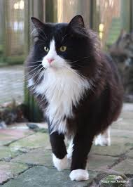 Pin On Cats Breeds