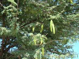 Image result for Acacia luederitzii