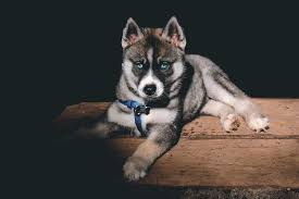 The rule for agouti guard hairs is the hair must be banded dark, light, dark. Agouti Husky All About The Wolf Like Siberian Join Writers Journey