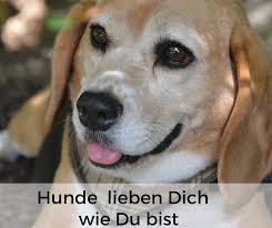 Schöne Hundesprüche Und Zitate Alles Dogde