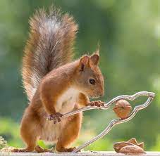 Pin On Squirrels