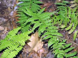 Image result for Dennstaedtiaceae