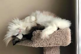 Milo Ragdoll Of The Week Floppycats Russian Blue Cat Ragdoll Cat Behavior