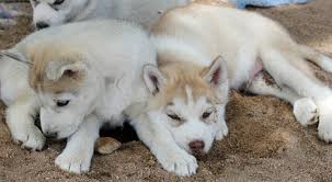 Best Food For A Siberian Husky Puppy Avid Pup