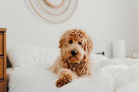 At cane creek goldendoodles, we specialize in petite to. Why Are Mini Goldendoodles So Cute Science Will Surprise You Petsmont